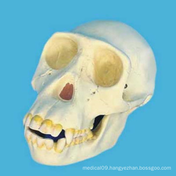 Chimpanzee Human Skull Head Skeleton Model for Medical Teaching